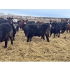 Image 6 : Luke & Jen Smith - 1025# June Delivery Steers - 116 Head (Rhein, SK)