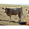 Image 4 : Ernie, Kathy & Kyle Lee - 600# October Delivery Steer Calves - 80 Head (Hanna, AB)