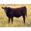 Image 3 : JR Cattle Company Ltd. - 550# October Delivery Steer Calves - 30 Head (Fort Macleod, AB)