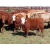 Image 4 : Taylor Enterprises Inc. - 875# October Delivery Grass Heifers - 100 Head (Wawota, SK)