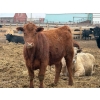 Image 5 : Justin Tateson - 925# March Delivery Steers - 68 Head (Scandia, AB)