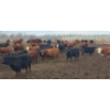 Image 7 : South Island Farms - 900# March Delivery Steers - 135 Head (Bow Island, AB)