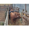 Image 4 : John Lindquist/Haynes Ranch - 620# November Delivery Steer Calves - 70 Head (Rock Creek, BC)
