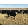 Image 5 : Lake Thelma Farms - 550# November Delivery Steer Calves - 50 Head (Coronation, AB)