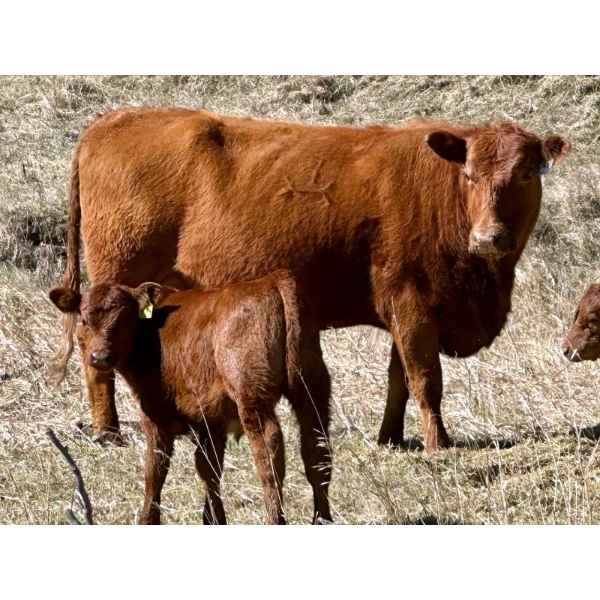 Meyer Cattle Inc. - 10 Red Angus X 4th Calf Pairs (Lethbridge, AB)