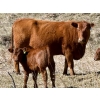 Image 1 : Meyer Cattle Inc. - 10 Red Angus X 4th Calf Pairs (Lethbridge, AB)