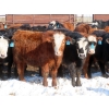 Image 2 : Bezan Cattle Corporation - 725# April/May Delivery Steers - 80 Head (Midale, SK)