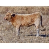 Image 10 : Strickland Cattle Co. - 510# November Heifer Calves - 75 Head (Milestone, SK)