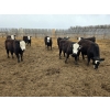 Image 2 : Bircham Ranch - 860# April/May Delivery Steers - 72 Head (Piapot, SK)