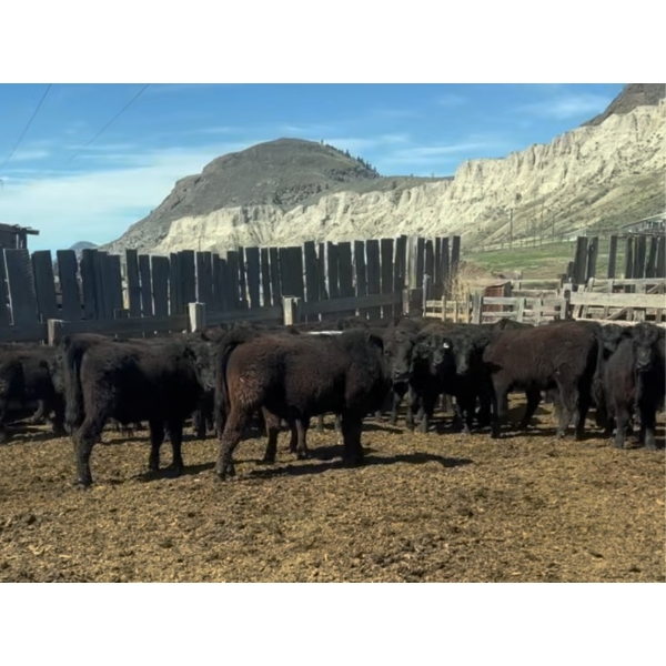 Beaver Ranch - 675# May Delivery Steers - 81 Head (Kamloops, BC)
