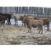 Image 7 : R7 Farms - 850# January Weaned Heifers - 70 Head (Crossfield, AB)