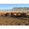 Image 3 : Rice Farms - 950# March Delivery Steers - 124 Head (Lacombe, AB)