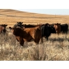 Image 3 : Verdant Valley Colony - 17 Red Angus/Simm X Feb/March Calving Bred Heifers (Verdant Valley, AB)
