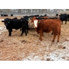 Image 4 : Calvin Reykdal - 775# March Delivery Steers - 160 Head (Vogar, MB) VBP+