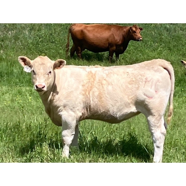 MacMillan Farming Co. - 535# July Delivery Heifer Calves - 180 Head (Cayley, AB) VBP+
