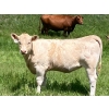Image 1 : MacMillan Farming Co. - 535# July Delivery Heifer Calves - 180 Head (Cayley, AB) VBP+