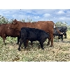 Image 5 : B & B Livestock - 550# Steer Calves - 70 Head (Spruce View, AB)