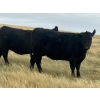 Image 7 : Rafter NZ Ranch - 11 Black X March/April Calving Bred Heifers (Pincher Creek, AB)