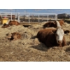Image 3 : Rolling N Ranches (Nolan & Amanda Osadczuk) - 8 Red Simm Heifer Pairs (Pen F10)