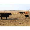 Image 3 : Black Powder Cattle Company - 35 June Delivery Exotic X Pairs (Oxbow, SK)