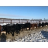 Image 10 : Bar 7 Ranch - 750# April Weaned Heifers - 80 Head (MacGregor, MB)