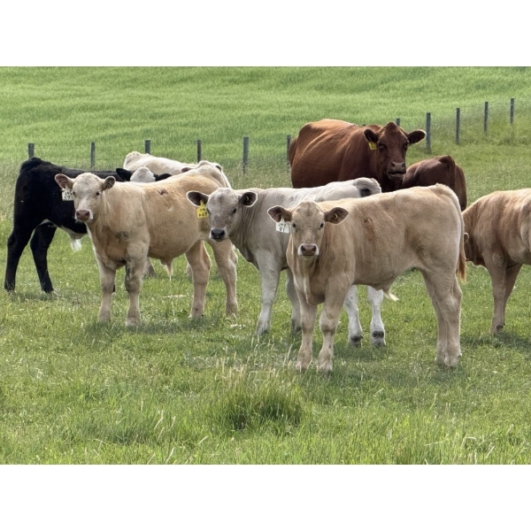 Eagle Creek Ranching Ltd. - 625# October Delivery Steer Calves - 90 Head (Sundre, AB)