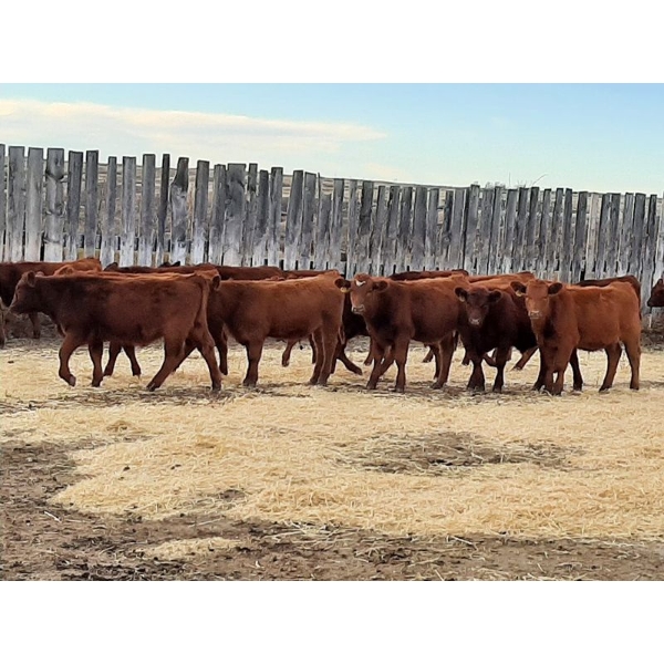 Sierra Colony Farms Ltd. - 750# January Delivery Weaned Steers - 78 Head (Eastend, SK)