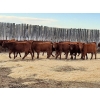 Image 1 : Sierra Colony Farms Ltd. - 750# January Delivery Weaned Steers - 78 Head (Eastend, SK)
