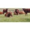 Image 7 : OK Ranch - 475# October Delivery Heifer Calves - 115 Head (Big Bar, BC)