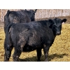 Image 9 : East Hilltop Holdings - 24 Black Maine X Angus Replacement Heifers (Carstairs, AB)
