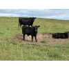 Image 29 : Brandin & Patrick Beasley - 525# October Delivery Steer Calves - 220 Head (Boggy Creek, MB)