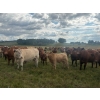 Image 3 : Leaning Arrow Ranch - 600# November Delivery Steer Calves - 95 Head (Dewberry, AB)