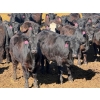 Image 3 : Rob Mossey - 940# April Delivery Steers - 65 Head (Vauxhall, AB)