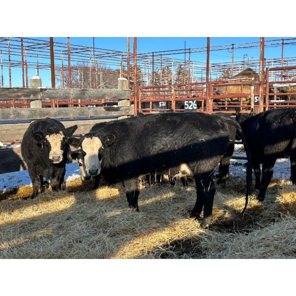 Crooked Creek Ranch - 8 Second Calvers (Pen 526)