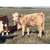 Image 3 : Kim & Ryley Cooper - 490# October Delivery Heifer Calves - 50 Head (Hemaruka, AB)