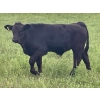 Image 8 : Hobman Livestock - 570# October Steer Calves - 103 Head (Nokomis, SK)