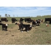 Image 6 : Hines Ranching Co. Ltd. - 525# November Delivery Steer Calves - 210 Head (Marwayne, AB)