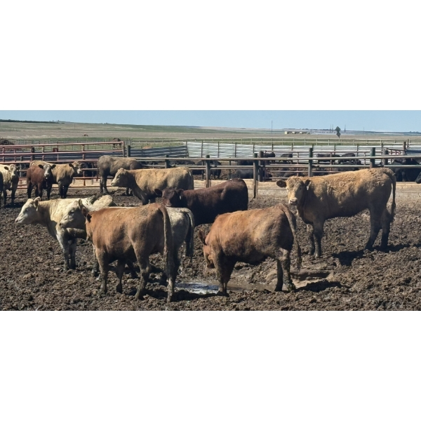 Cattlewood Farms Ltd. - 760# June Delivery Heifers - 35 Head (Swalwell, AB)