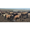 Image 1 : Cattlewood Farms Ltd. - 760# June Delivery Heifers - 35 Head (Swalwell, AB)