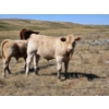 Image 4 : Johnston Ranches - 690# October Delivery Steer Calves - 80 Head (Cereal, AB)