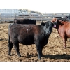 Image 7 : NorthBend Cattle Corp. - 32 Black Replacement Heifers (Scandia, AB)