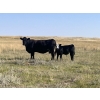 Image 2 : Brad & Sandy Lockhart - 550# October Delivery Steer Calves - 110 Head (Big Stone, AB)
