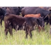 Image 9 : Allan & Janet Nameth - 625# November Steer Calves - 80 Head (Cupar, SK) VBP+