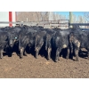Image 9 : TV Bar Farms Ltd. - 725# April Delivery Steers - 70 Head (Goodlands, MB)