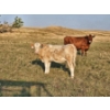 Image 2 : Bruce & Derek Christensen - 680# November Delivery Heifer Calves - 80 Head (Rainier, AB)