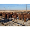 Image 7 : Cattlewood Farms Ltd. - 820# February Delivery Heifers - 76 Head (Vauxhall, AB)