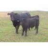 Image 12 : Clay Ridge Stock Farms Inc. - 560# November Delivery Steer Calves - 100 Head (Fairlight, SK)