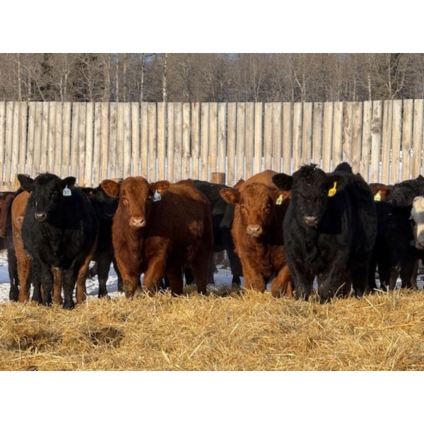 Hopper Farms/Jace Poffenroth - 910# January Delivery Steers - 68 Head (Eckville, AB)