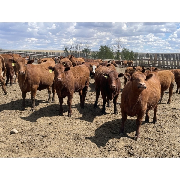 Lone Star Cattle Co. - 980# June Delivery Heifers - 215 Head (Strathmore, AB)
