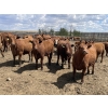 Image 1 : Lone Star Cattle Co. - 980# June Delivery Heifers - 215 Head (Strathmore, AB)